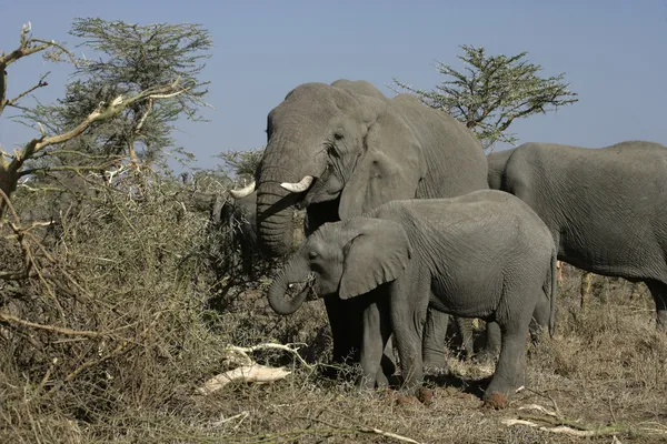 Elefante africano, Loxodonta africana — Foto de Stock