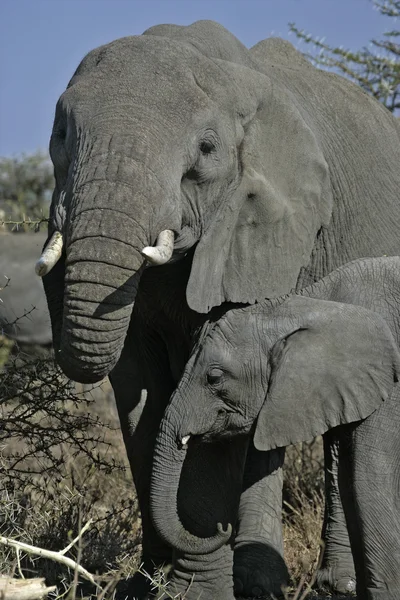 Elefante africano, Loxodonta africana — Fotografia de Stock