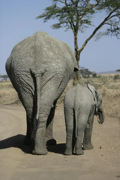 Elefante africano, Loxodonta africana — Fotografia de Stock