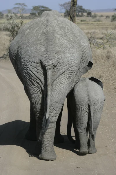 Африканский слон, Loxodonta africana — стоковое фото