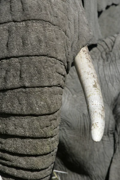 Afrikai elefánt, loxodonta africana — Stock Fotó