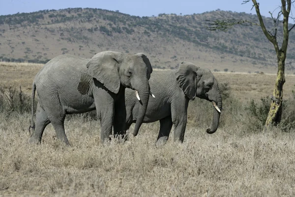 Африканский слон, Loxodonta africana — стоковое фото