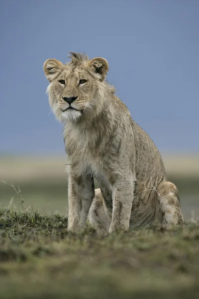 León africano, pantera leo — Foto de Stock