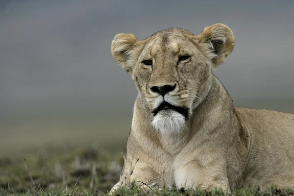 Afrikkalainen leijona, panthera leo — kuvapankkivalokuva