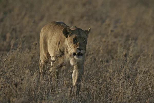 Leão africano, panthera leo — Fotografia de Stock