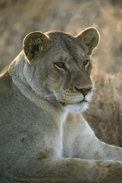 Leone africano, pantera leo — Foto Stock