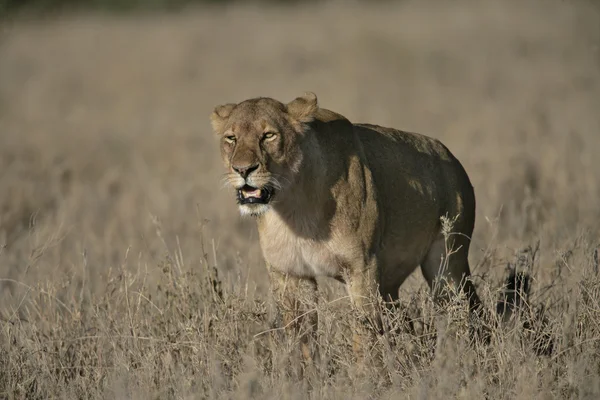 Afrika aslanı, panthera leo — Stok fotoğraf