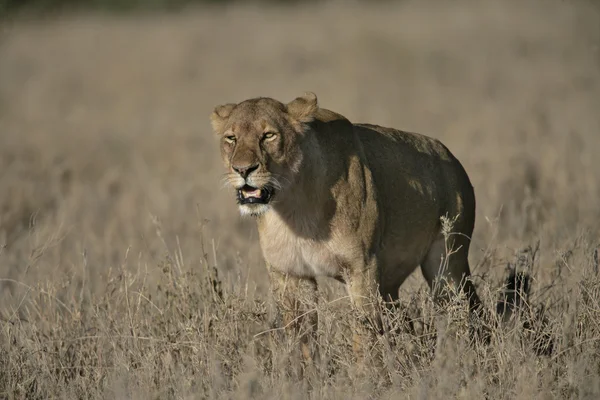 León africano, pantera leo — Foto de Stock