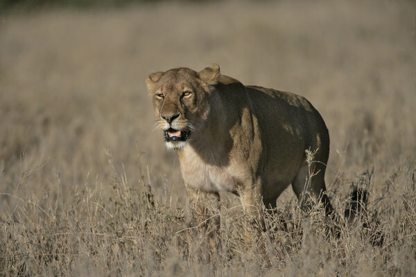 African lion, Panthera leo