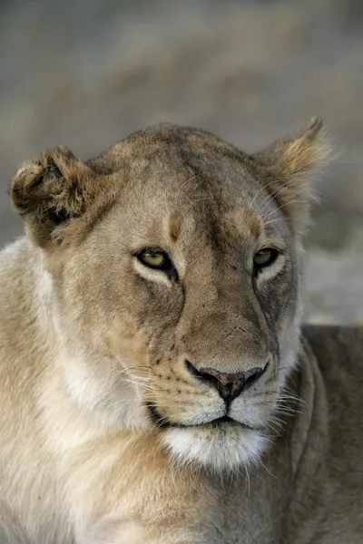 León africano, pantera leo — Foto de Stock