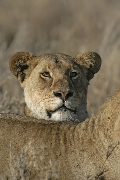 Afrikkalainen leijona, panthera leo — kuvapankkivalokuva