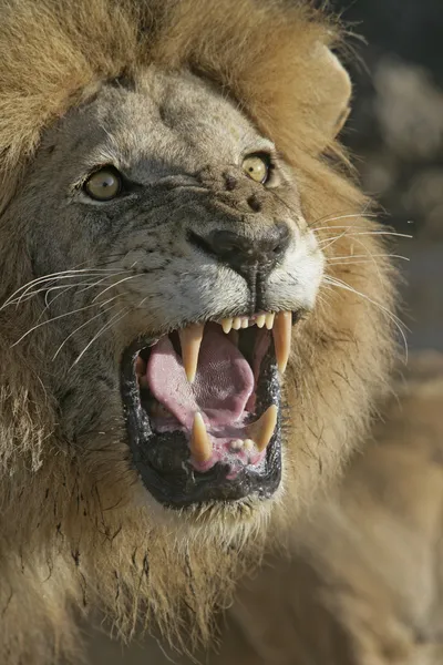 Leão africano, panthera leo — Fotografia de Stock