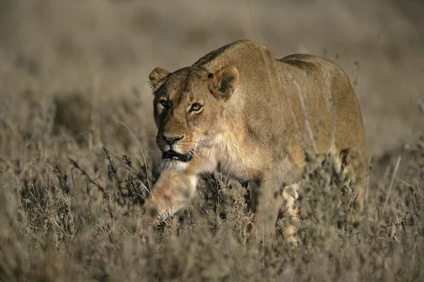 Afrikaanse leeuw, panthera leo — Stockfoto