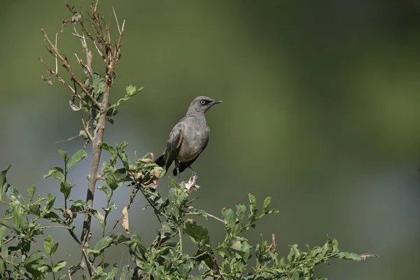 Csőricse, cosmopsarus unicolor — Stock Fotó