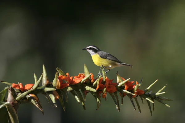 マミジロミツドリ coereba flaveola — ストック写真