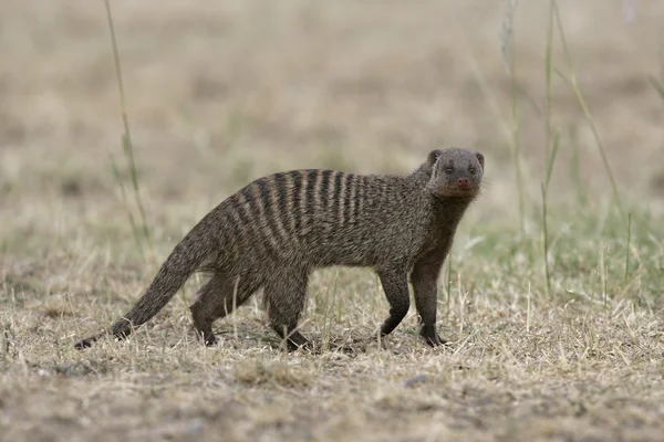 Bandad mongoose, mungos mungo — Stockfoto