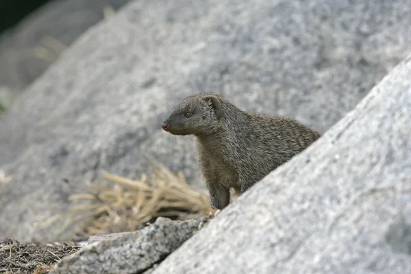 Bandad mongoose, mungos mungo — Stockfoto