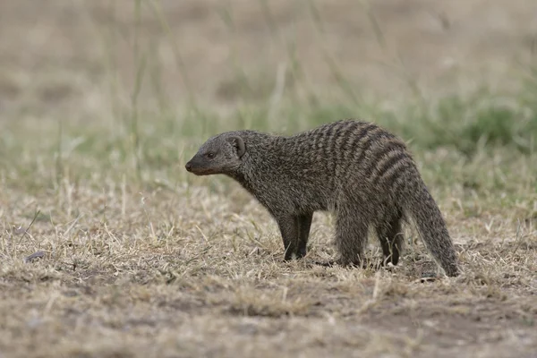 Pruhované mongoose, mungos mungo — Stock fotografie