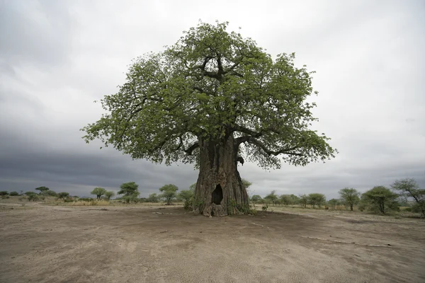 바오 밥 나무, adansonia digitata — 스톡 사진