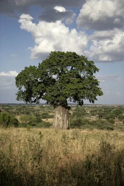 바오 밥 나무, adansonia digitata — 스톡 사진