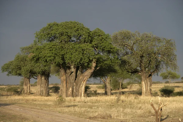 Baobá, Adansonia digitata — Fotografia de Stock