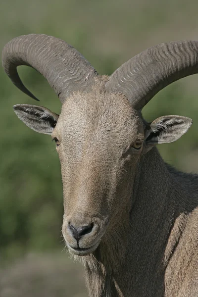 Barbary sheep, Ammotragus lervia — Stock Photo, Image