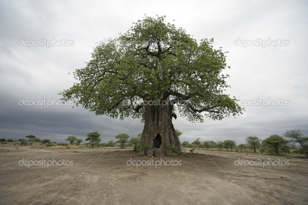 Baobab tree, Adansonia digitata