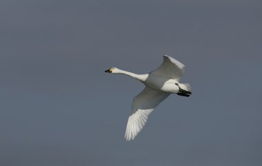 bewicks kuğu, kuğu bewickii