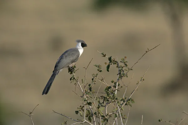 Oiseau sauvage, Corythaixoides personata — Photo