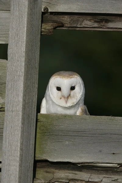 Pajta bagoly, Tyto alba — Stock Fotó