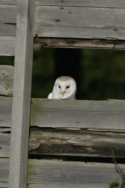 Coruja de celeiro, Tyto alba — Fotografia de Stock