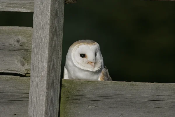 Sowa stodoła, Tyto alba — Zdjęcie stockowe