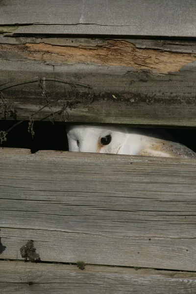 Hibou des clochers, Tyto alba — Photo