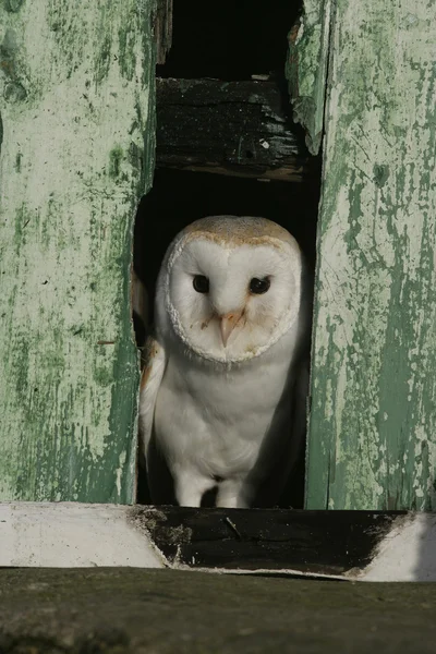 Pajta bagoly, Tyto alba — Stock Fotó