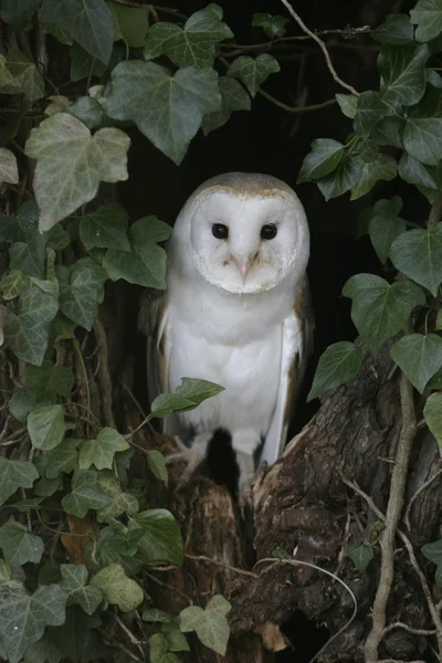 Barn owl, Tyto alba — Stock Photo, Image