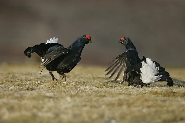 Black grouse, Tetrao tetrix — Stock Photo, Image