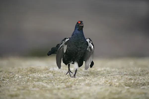 Black grouse, Tetrao tetrix — Stock Photo, Image