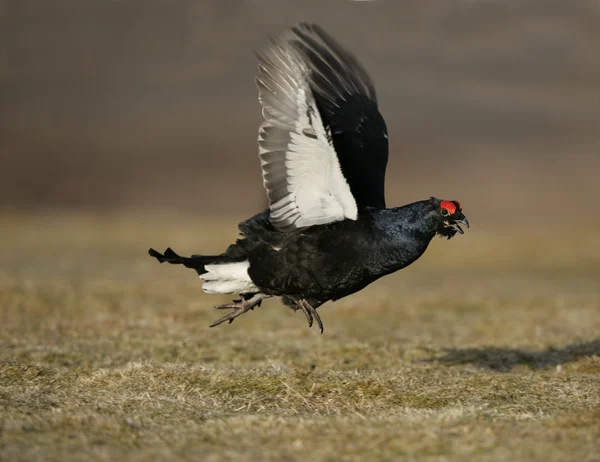 Gansos negros, Tetrao tetrix — Foto de Stock