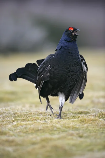 Black grouse, Tetrao tetrix — Stock Photo, Image