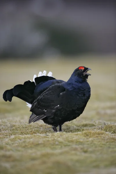 Grouse preto, tetrao tetrix — Fotografia de Stock