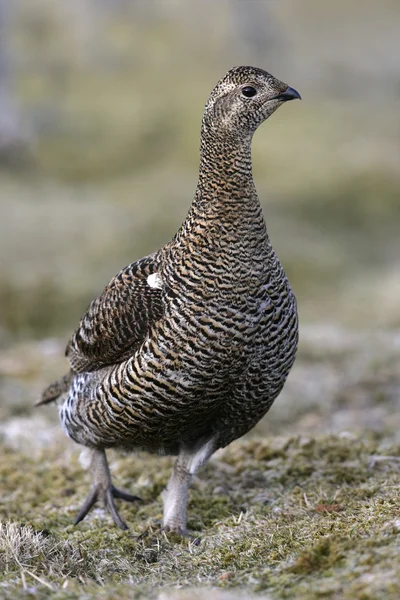 Black grouse, Tetrao tetrix — Stock Photo, Image