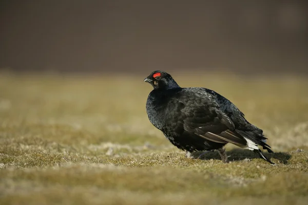 Black grouse, Tetrao tetrix — Stock Photo, Image