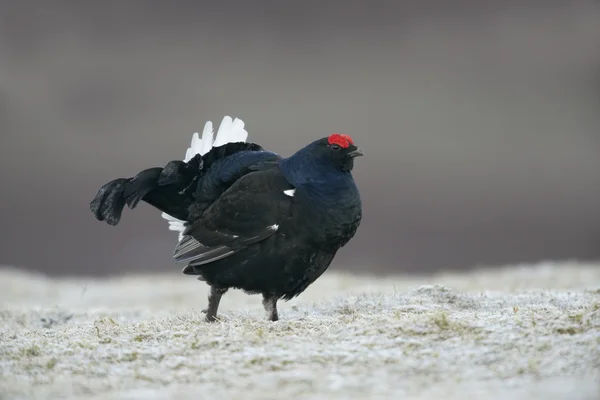 Black grouse, Tetrao tetrix — Stock Photo, Image