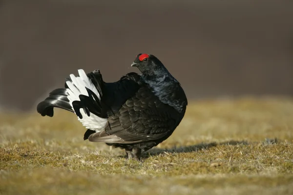 Black grouse, Tetrao tetrix — Stock Photo, Image