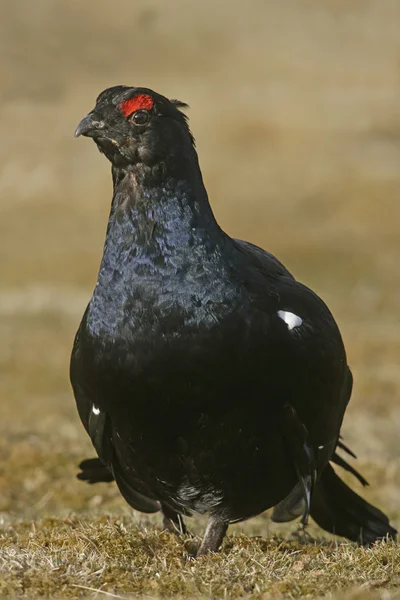 Black grouse, Tetrao tetrix — Stock Photo, Image