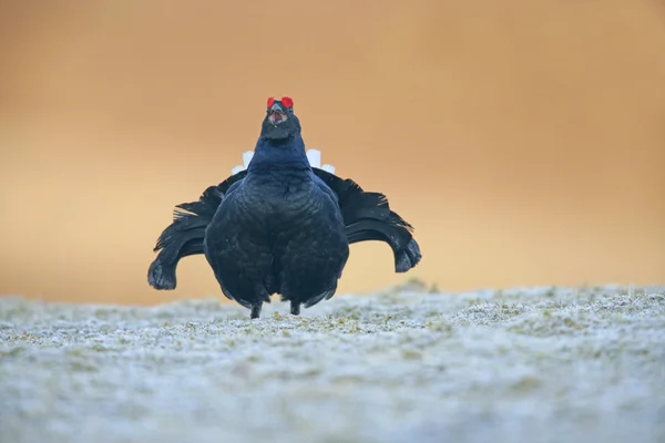 Black grouse, Tetrao tetrix — Stock Photo, Image