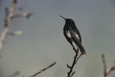 siyah jacobin, melanotrochilus fuscus