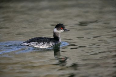 Siyah boyunlu yunus, Podiceps nigricollis