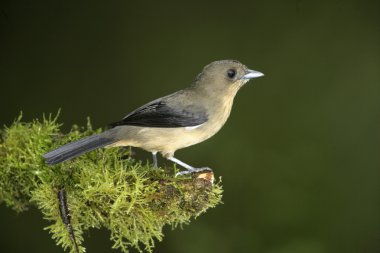 siyah goggled tanager, trichothraupis melanops,