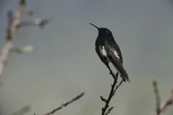 Černý Jakobín, melanotrochilus fuscus — Stock fotografie